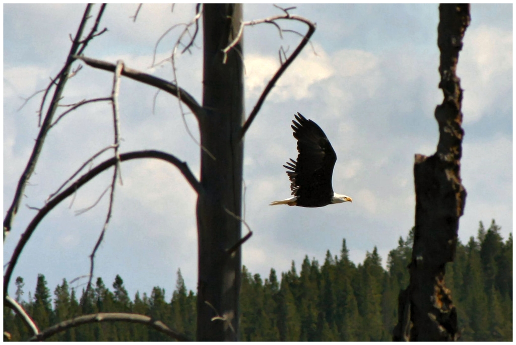 04 - Yellowstone NP (45) - Aigle à tete blanche.jpg